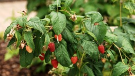 Raspberry cane soft fruit