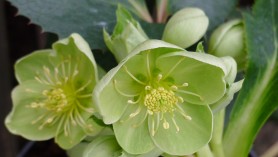 Helleborus Argutifolius
