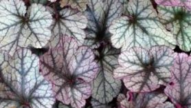 Heuchera Silver Scrolls