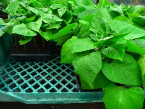 Runner Beans at Downside Nurseries (May)