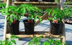 Tomatoes at Downside