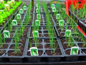 Vegetables at Downside - leeks