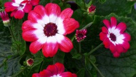 Mothering Sunday colour