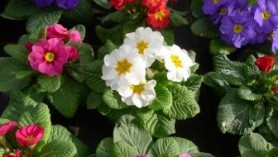 Primula assorted colours