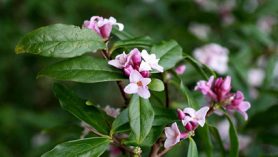 Daphne bholua Jacqueline Postill