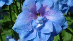 Delphinium 'Blue Lace' (New Millennium Series)
