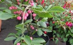 Eunonymous phelomanus (spindle) tree at Downside