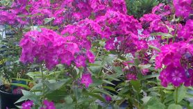 Herbaceous Perennials for July colour