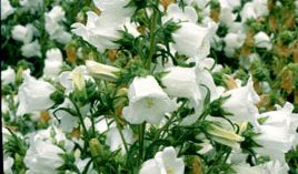 Canterbury Bells