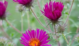 Symphyotrichum novae-angliae 'Septemberrubin'