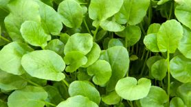 Watercress at Downside