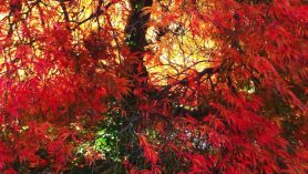 Acer in Autumn