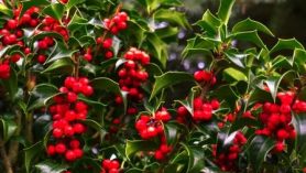 Christmas Holly at Downside