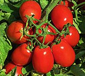Heinz H3402 tomato