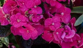 Hydrangea macrophylla Merveille Sanguine