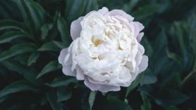 Paeonia Duchesse de Nemours