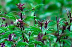 Thai Basil thanks to TheKitchen