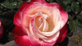 nostalgia rose, Rumwood Nurseries