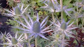 Eryngium Jos Eijking