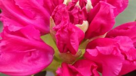 Rhododendron Gemania at Downside Nurseries