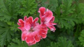 scented Pelargonium Mme Nonin