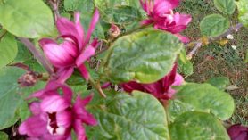 Sinocalycanthus-Hartlage-Wine