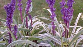 Liriope-muscari-Variegata