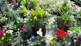 Ready made autumn planters