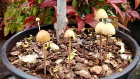Toadstools