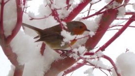 winter greeting card